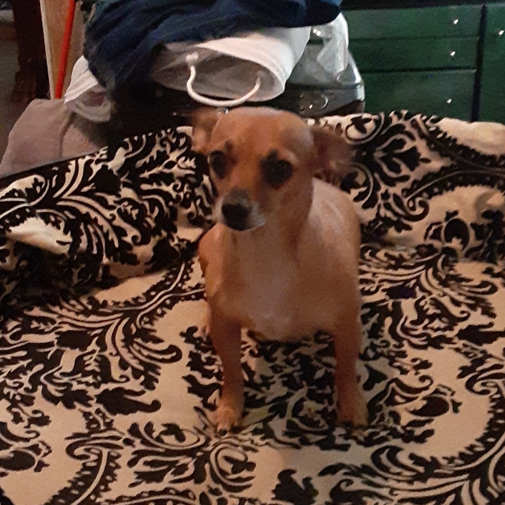 Doggy brass bed
